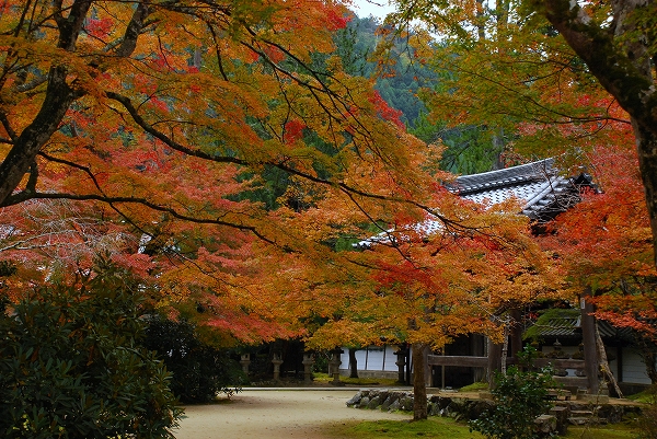 紅葉　－　西明寺_a0114714_223522.jpg