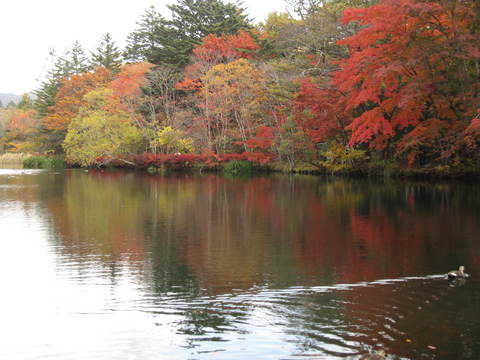 雲場池（軽井沢）の紅葉_e0164519_12123746.jpg