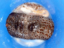 ジャノメナマコを食べてみた_a0043520_1528305.jpg