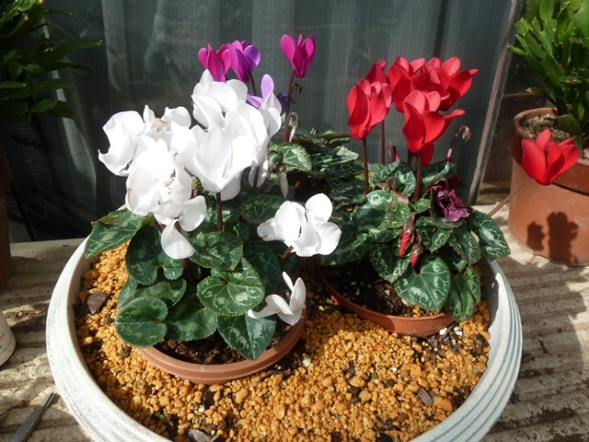 シクラメンのお手入れ 自然とともに生きる