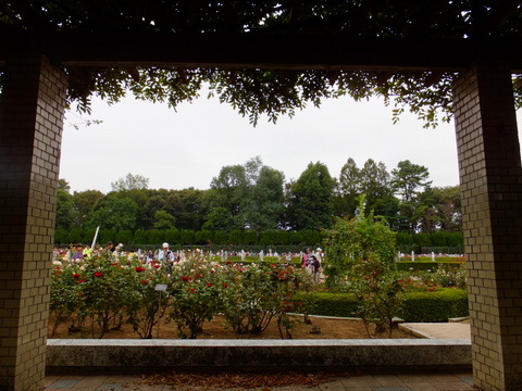 神代植物公園　2012秋編_b0281732_444699.jpg