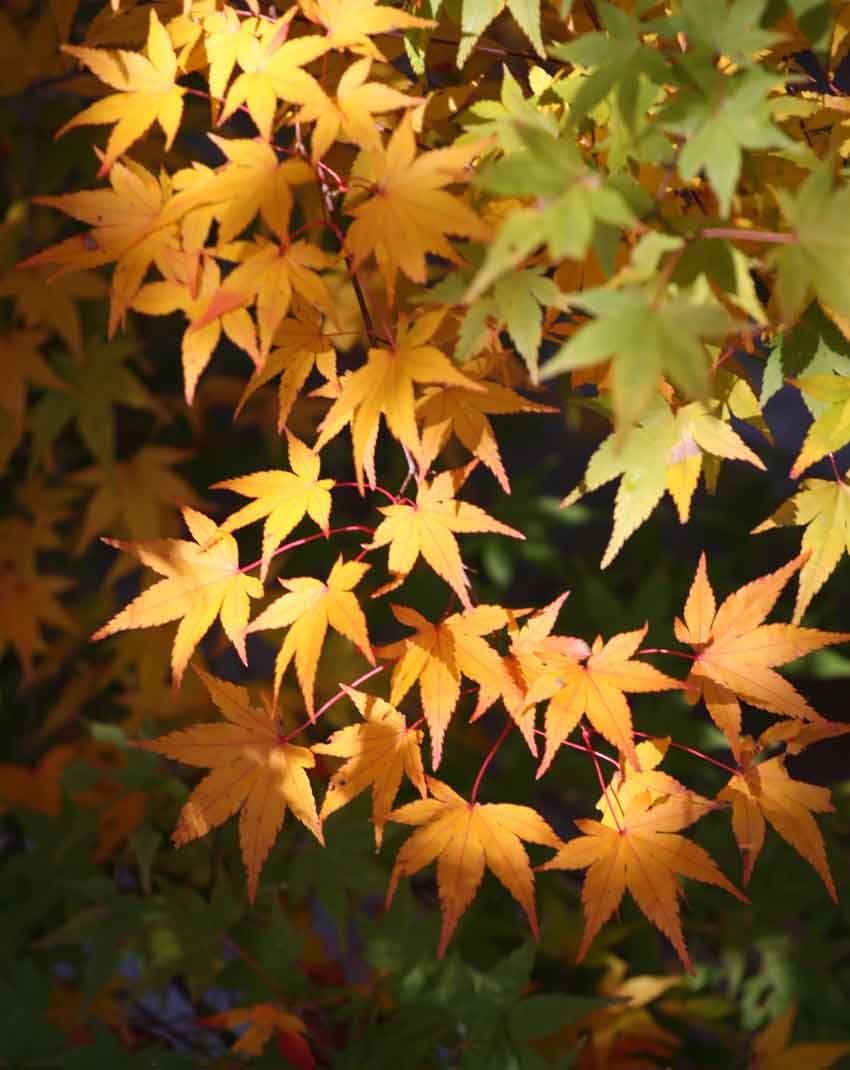 神山森林公園イルローザの森「紅葉祭り」♪_d0058941_20134513.jpg