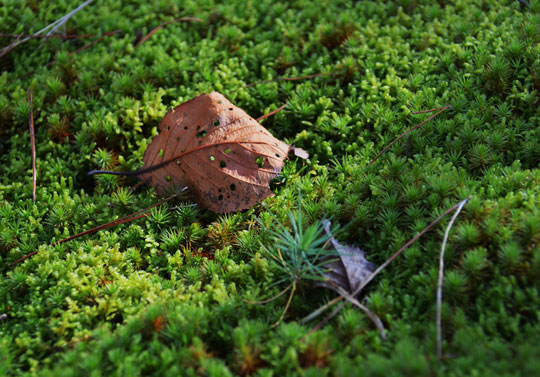 c0093046_17242686.jpg