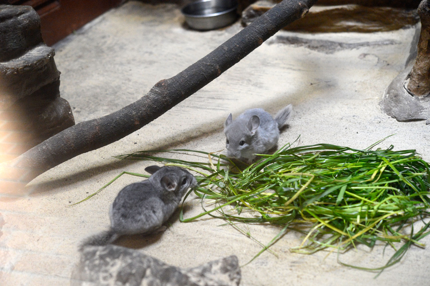 チンチラの双子 動物園へ行こう