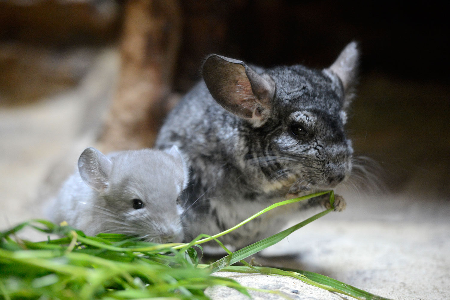 動物園へ行こう