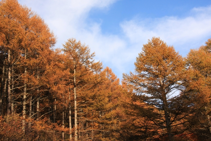 カラマツ紅葉　　　三城牧場付近にて　　　2012.11.04_e0041157_18191559.jpg