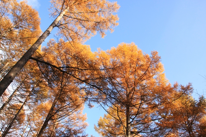 カラマツ紅葉　　　三城牧場付近にて　　　2012.11.04_e0041157_18191884.jpg