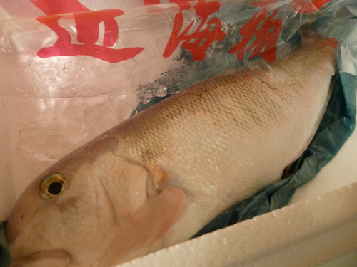 　やっぱり本物は・・・_e0252966_13474910.jpg