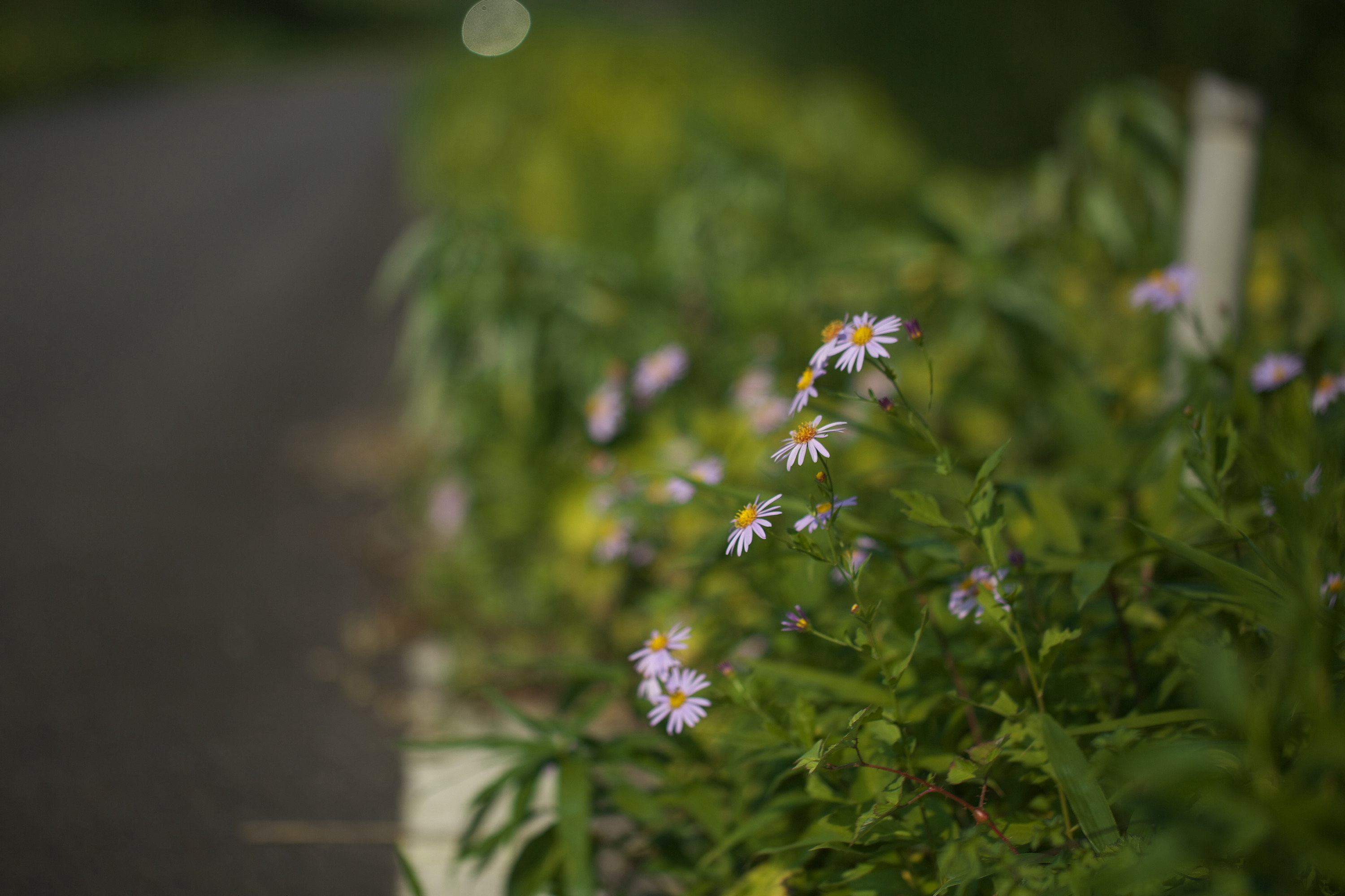 近所の花々など_e0015567_20593280.jpg