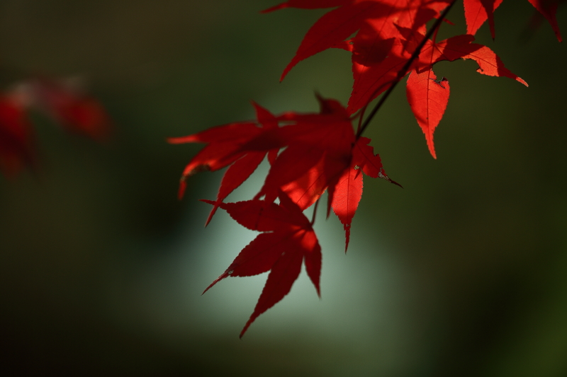 りんご屋さん家の真っ赤な紅葉(昼の部)_f0075075_12254611.jpg