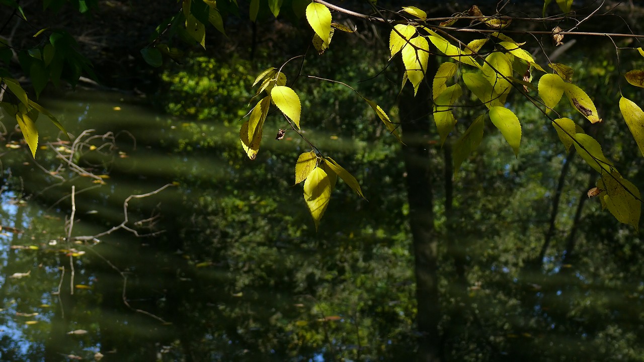 a0185081_1613569.jpg