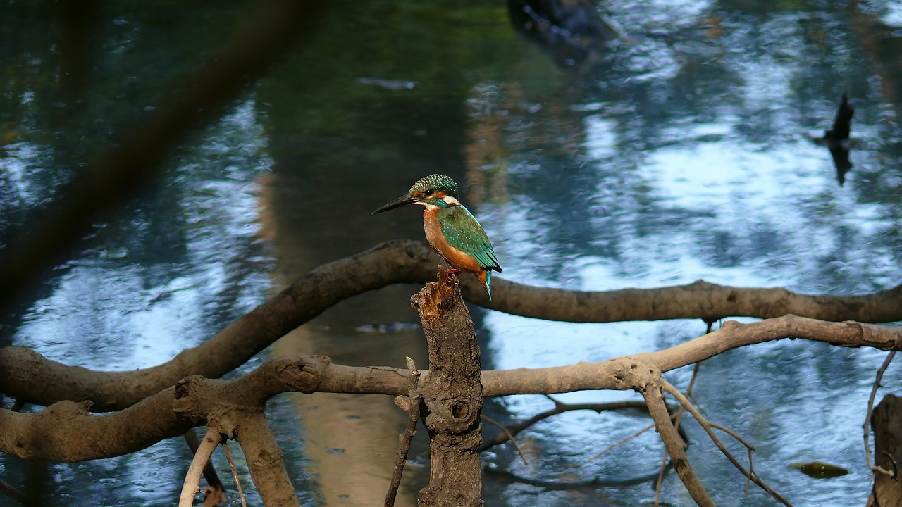 a0185081_1623659.jpg