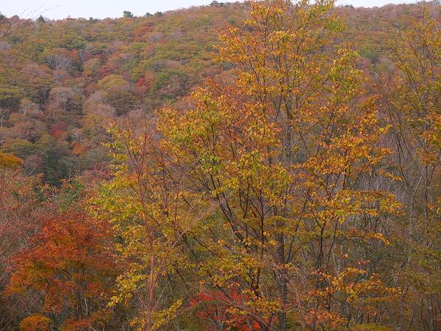 高野山の紅葉はじまる　③_c0046587_22523611.jpg