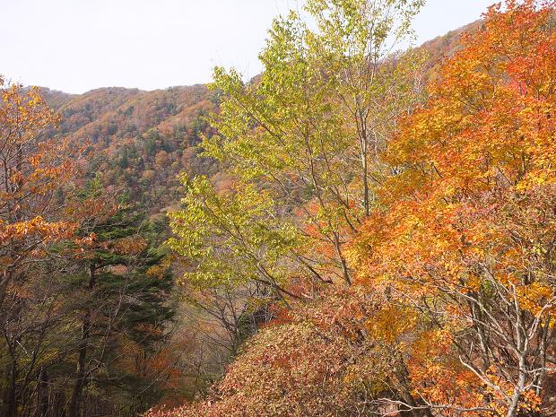 高野山の紅葉はじまる　③_c0046587_22524188.jpg