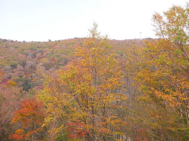 高野山の紅葉はじまる　③_c0046587_22525399.jpg