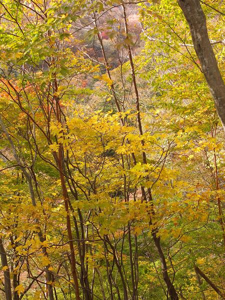 高野山の紅葉はじまる　③_c0046587_22525830.jpg