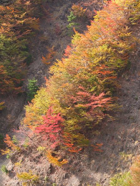 高野山の紅葉はじまる　③_c0046587_2252854.jpg