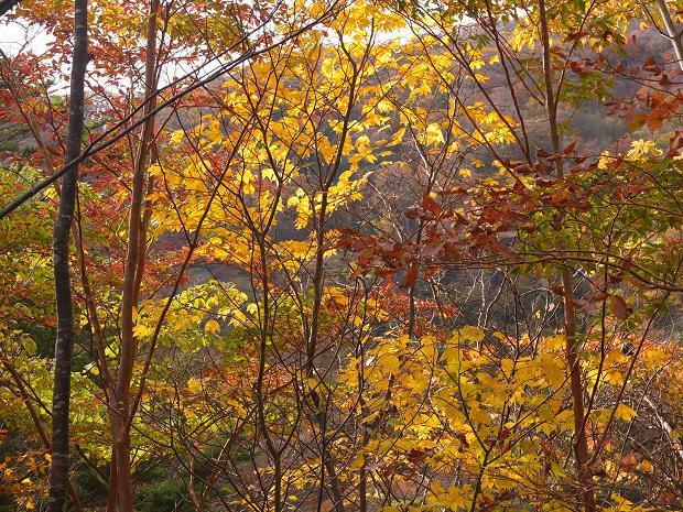 高野山の紅葉はじまる　③_c0046587_22531194.jpg