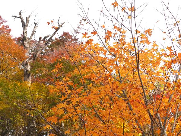 高野山の紅葉はじまる　③_c0046587_22532335.jpg