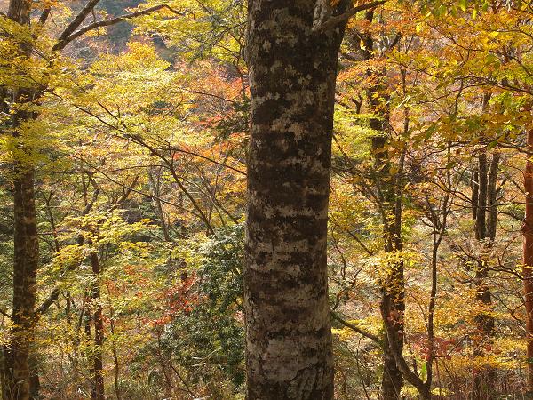 高野山の紅葉はじまる　③_c0046587_2253291.jpg