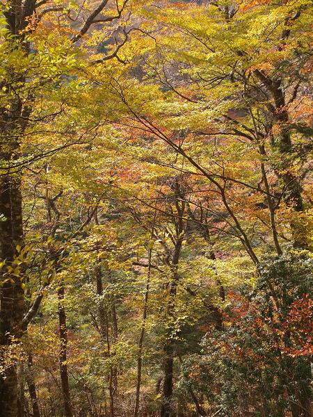 高野山の紅葉はじまる　③_c0046587_22533413.jpg