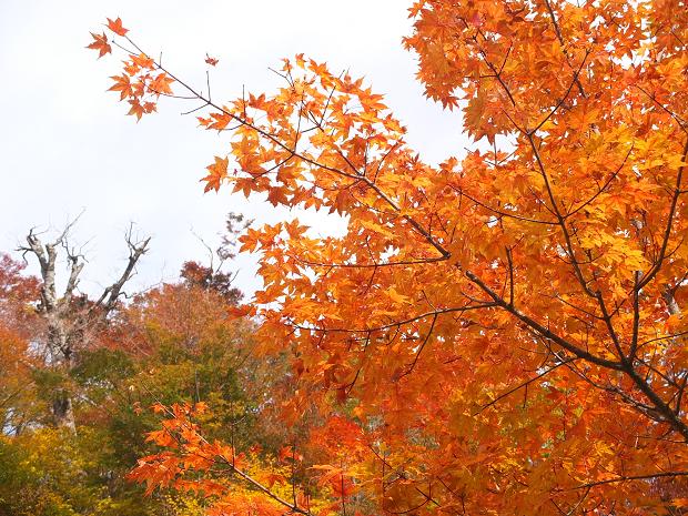 高野山の紅葉はじまる　③_c0046587_22534055.jpg