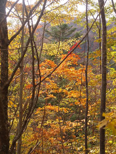 高野山の紅葉はじまる　③_c0046587_2253512.jpg