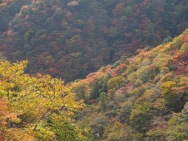 高野山の紅葉はじまる　③_c0046587_22535669.jpg