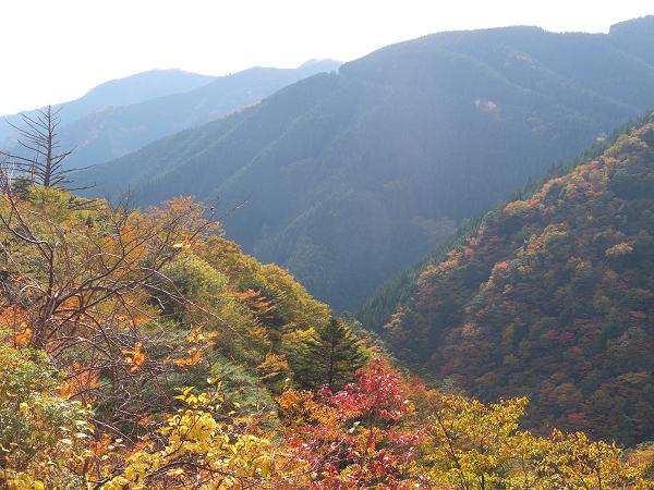 高野山の紅葉はじまる　③_c0046587_22541376.jpg