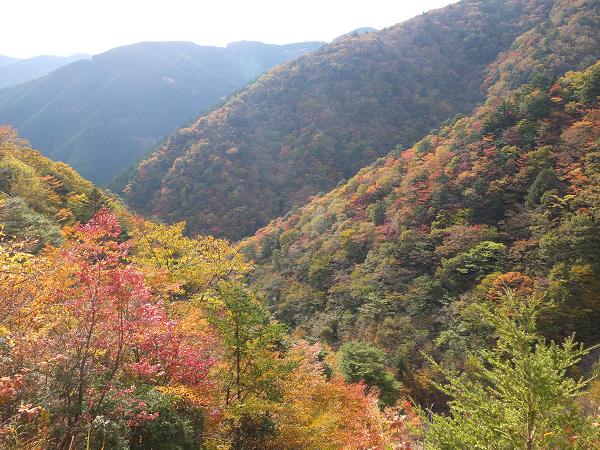 高野山の紅葉はじまる　③_c0046587_2254263.jpg