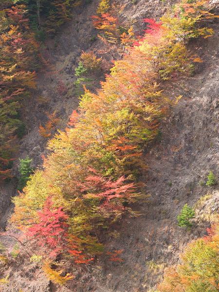 高野山の紅葉はじまる　③_c0046587_2254283.jpg