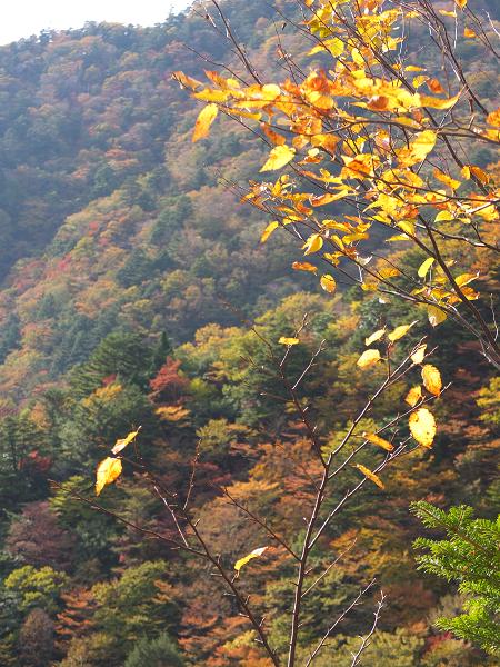 高野山の紅葉はじまる　③_c0046587_22545050.jpg