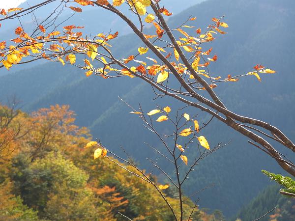 高野山の紅葉はじまる　③_c0046587_22545519.jpg