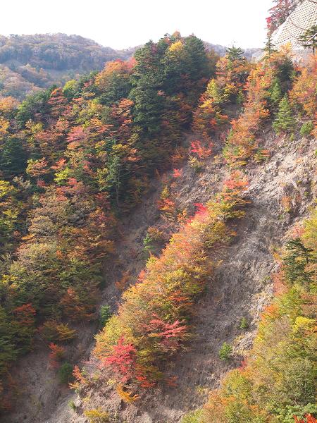 高野山の紅葉はじまる　③_c0046587_2254851.jpg