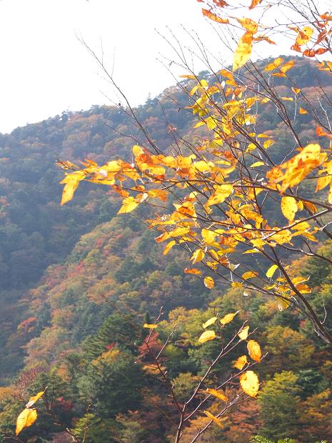 高野山の紅葉はじまる　③_c0046587_2255242.jpg