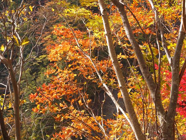 高野山の紅葉はじまる　③_c0046587_22554466.jpg