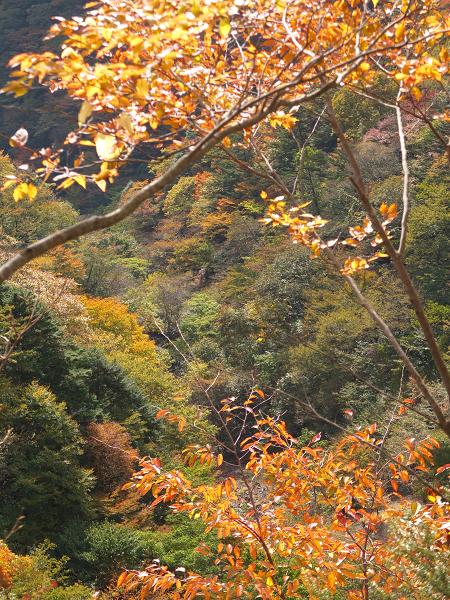 高野山の紅葉はじまる　③_c0046587_2255575.jpg