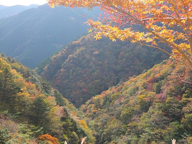 高野山の紅葉はじまる　③_c0046587_2255776.jpg