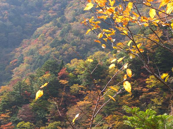 高野山の紅葉はじまる　③_c0046587_22562832.jpg