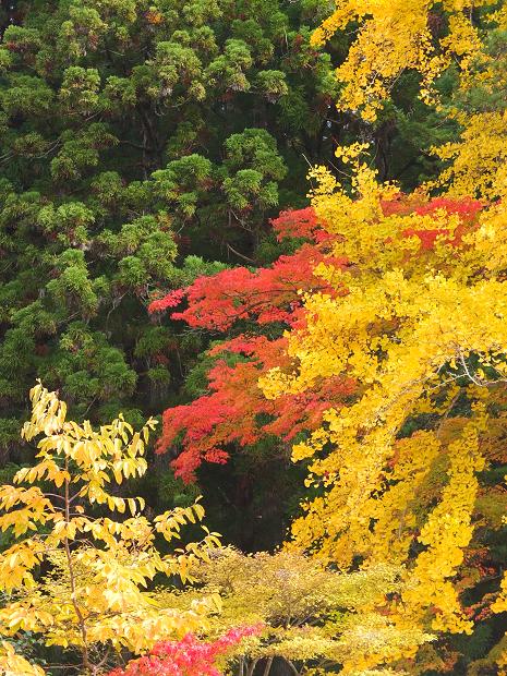 高野山の紅葉はじまる　③_c0046587_22563455.jpg