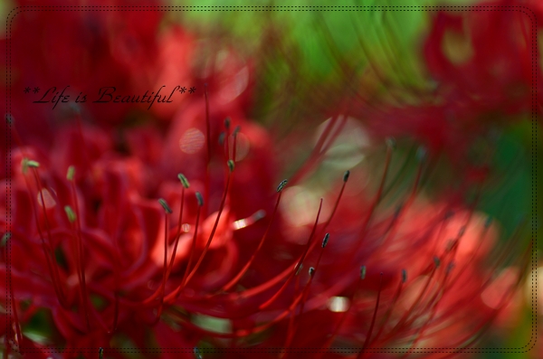c0156789_22454572.jpg