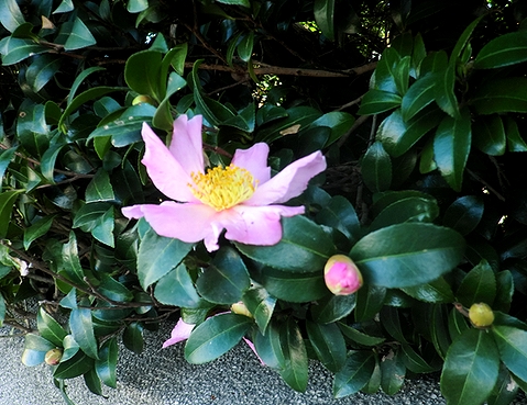 e0143690_20154024.jpg