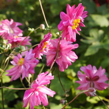 秋明菊(シュウメイギク)を花瓶に_a0292194_16151595.jpg