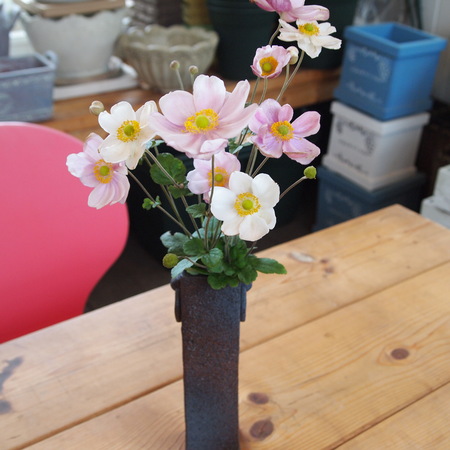 秋明菊(シュウメイギク)を花瓶に_a0292194_16234693.jpg
