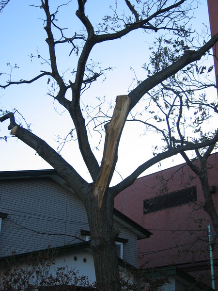 おじいさん栗_a0292194_16353542.jpg