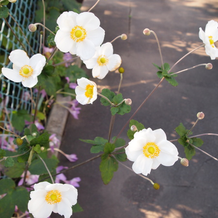 秋明菊(シュウメイギク)を花瓶に_a0292194_1694458.jpg