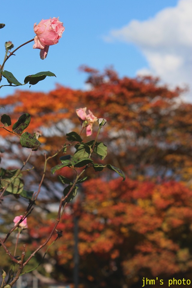 紅葉がいっぱい、おまけは秋の薔薇_a0158797_16464.jpg