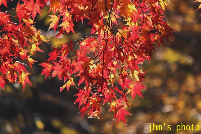 紅葉がいっぱい、おまけは秋の薔薇_a0158797_173691.jpg