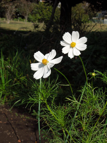 久しぶりに花の写真_d0001599_13515088.jpg