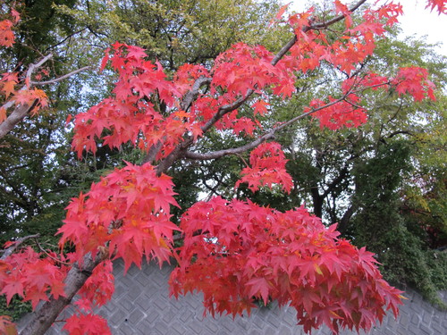 晩秋の会津・東山温泉の朝（９）・・・この項終了_c0075701_9443842.jpg